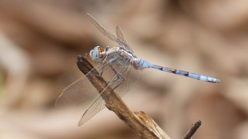 Réf. 228 526 : Orthetrum chrysostigma
